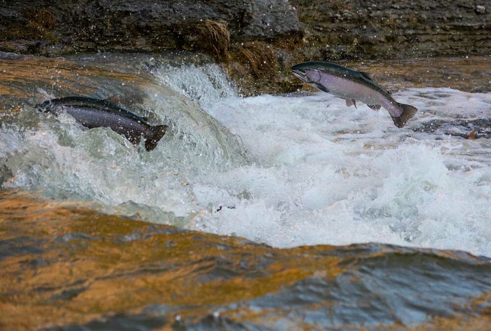 Fish Passages – Washington State