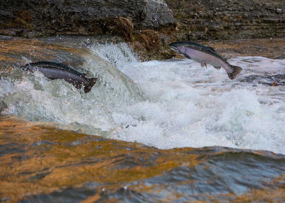 salmon jumping 1